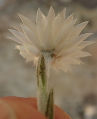 Helichrysum marginatum