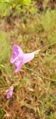 Agalinis filifolia