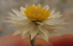 Helichrysum marginatum