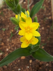 Hypoxis hemerocallidea