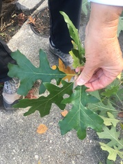 Quercus