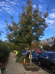 Quercus