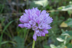 Allium serra