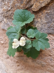 Asarina procumbens
