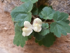Asarina procumbens