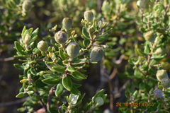 Phylica buxifolia