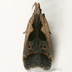 Dichomeris bilobella