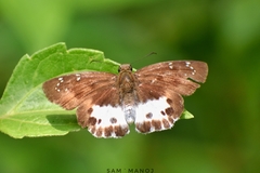 Tagiades menaka