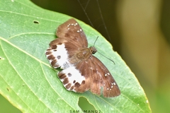 Tagiades menaka