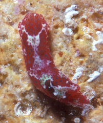 Odontoglaja