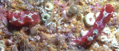 Odontoglaja