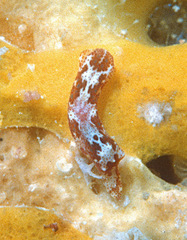 Odontoglaja