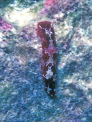 Odontoglaja