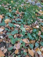 Pulmonaria saccharata