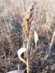 Echinochloa esculenta
