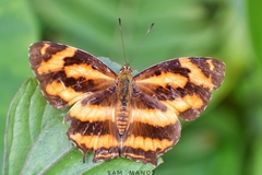 Symbrenthia hypselis
