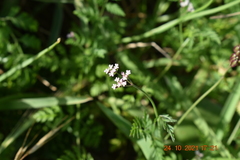 Dasispermum