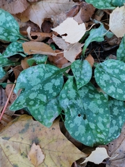 Pulmonaria saccharata