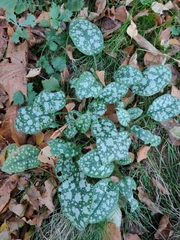 Pulmonaria saccharata