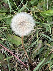 Taraxacum officinale
