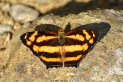 Symbrenthia lilaea