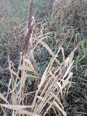 Echinochloa esculenta