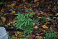 Daphne mezereum