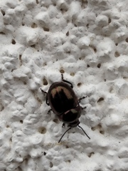 Cyrtonus