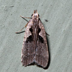 Dichomeris setosella