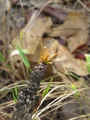 Aspidosperma