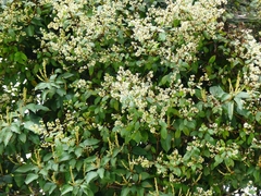 Ichnocarpus frutescens