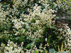 Ichnocarpus frutescens