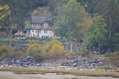 Branta hutchinsii