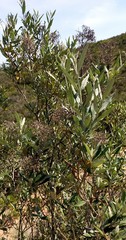 Buddleja saligna