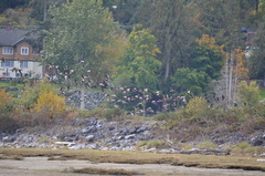 Branta hutchinsii