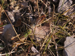 Stenobothrus fischeri