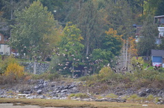 Branta hutchinsii