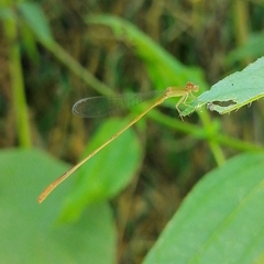 Leptobasis vacillans