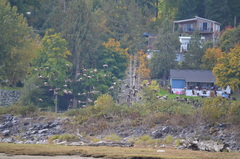 Branta hutchinsii