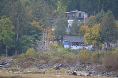 Branta hutchinsii