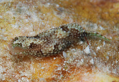 Odontoglaja