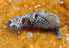 Odontoglaja