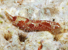 Odontoglaja