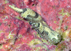 Odontoglaja