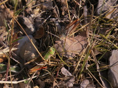 Stenobothrus fischeri