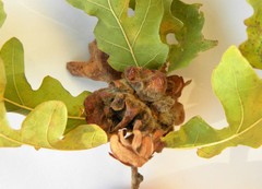 Andricus multiplicatus