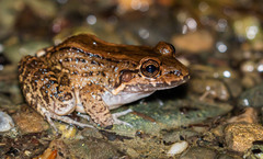Leptodactylus colombiensis