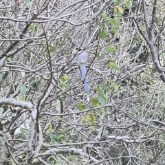 Urocissa flavirostris