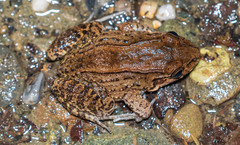 Leptodactylus colombiensis
