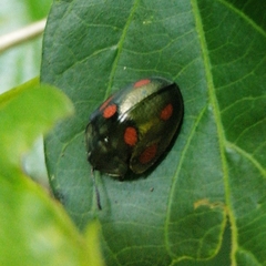 Cyrtonota tristigma
